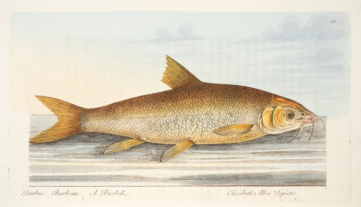 The Barbel, fra A Treatise on Fish and Fish-dammer, pub. 1832 (håndfarget gravering) av Eleazar Albin