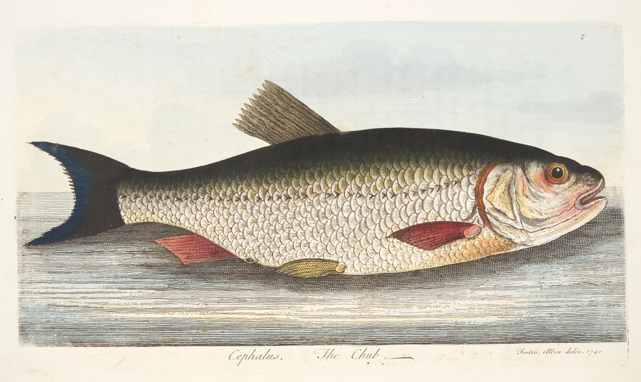 The Chub, fra A Treatise on Fish and Fish-dammer, pub. 1832 (håndfarget gravering) av Eleazar Albin