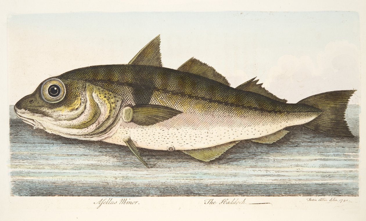 The Haddock, fra A Treatise on Fish and Fish-dammer, pub. 1832 (håndfarget gravering) av Eleazar Albin
