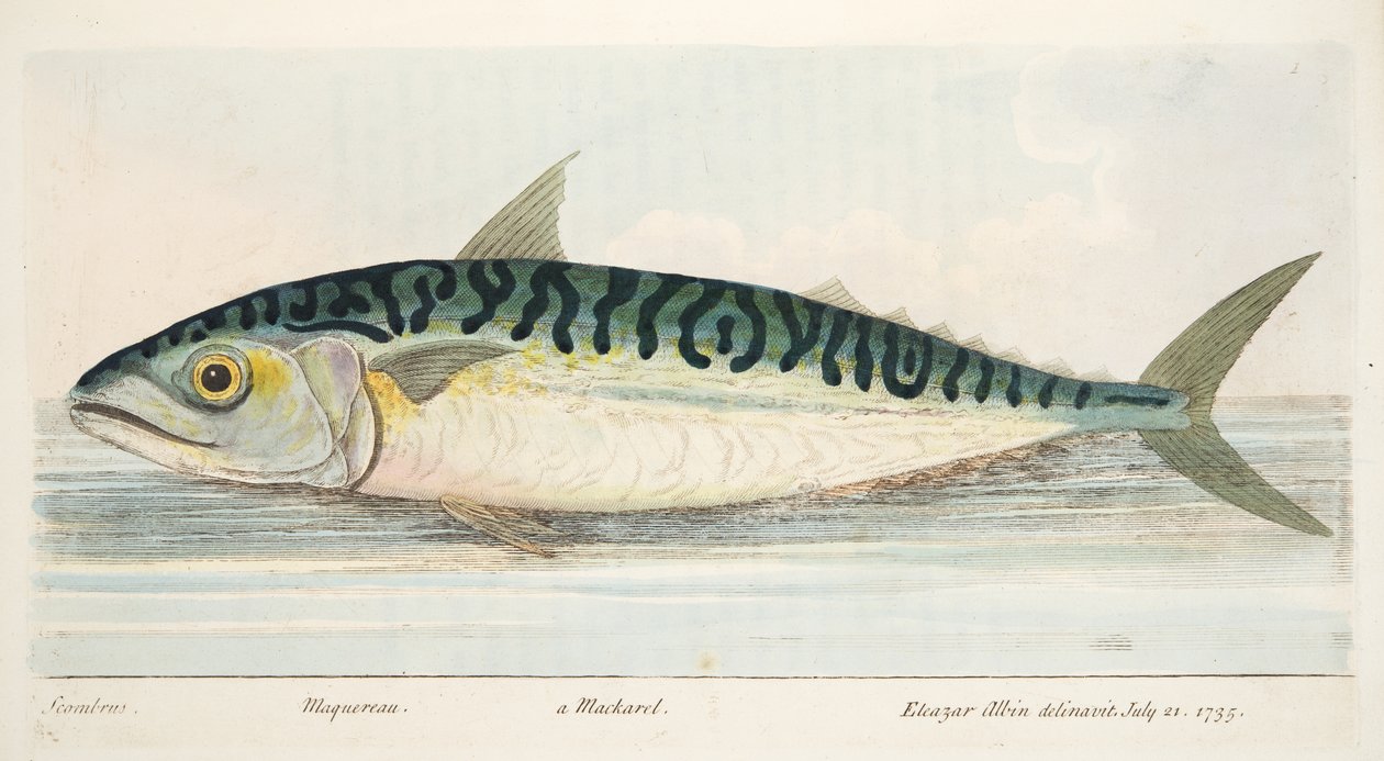 Makrellen, fra A Treatise on Fish and Fish-dammer, pub. 1832 (håndfarget gravering) av Eleazar Albin