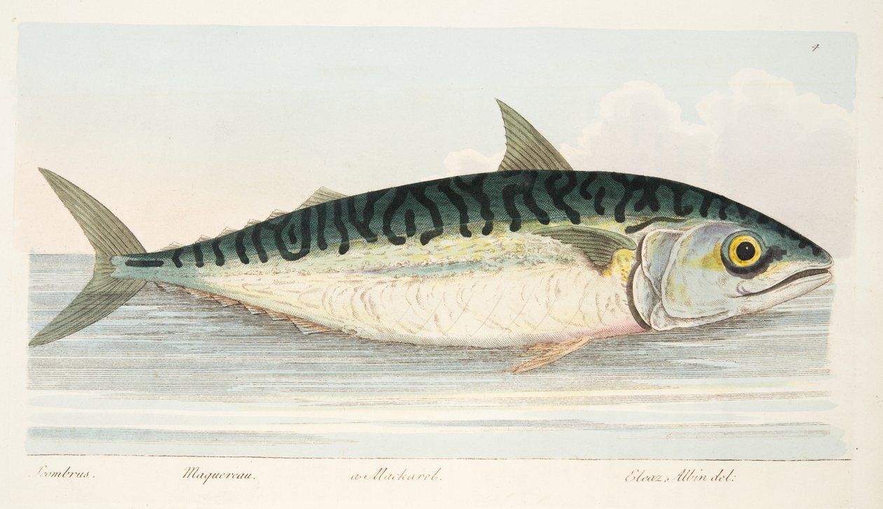Makrellen, fra A Treatise on Fish and Fish-dammer, pub. 1832 (håndfarget gravering) av Eleazar Albin