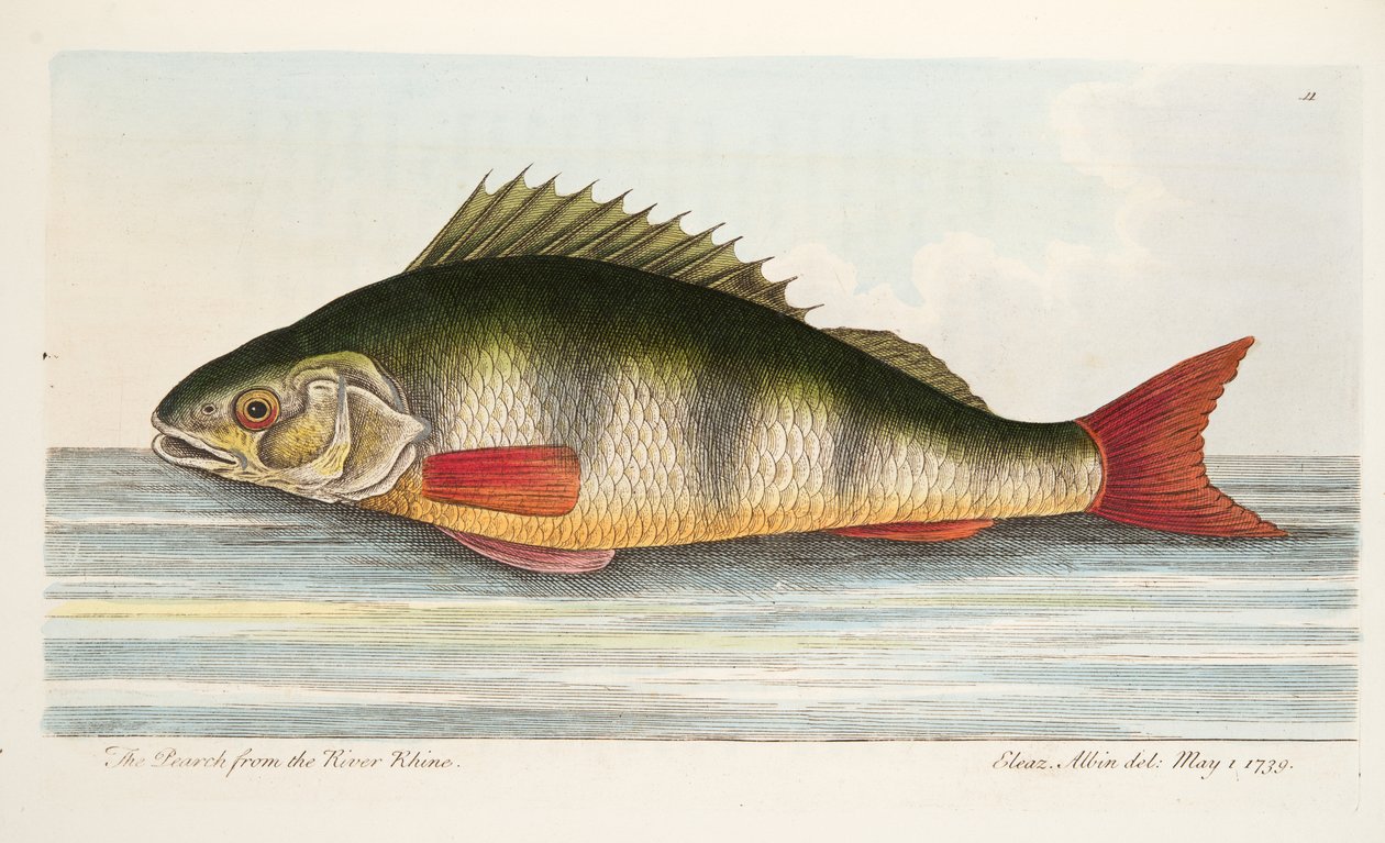 Abboren fra Rhinen, fra A Treatise on Fish and Fish-dammer, pub. 1832 (håndfarget gravering) av Eleazar Albin
