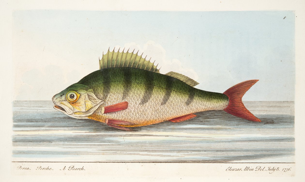 The Abbor, fra A Treatise on Fish and Fish-dammer, pub. 1832 (håndfarget gravering) av Eleazar Albin