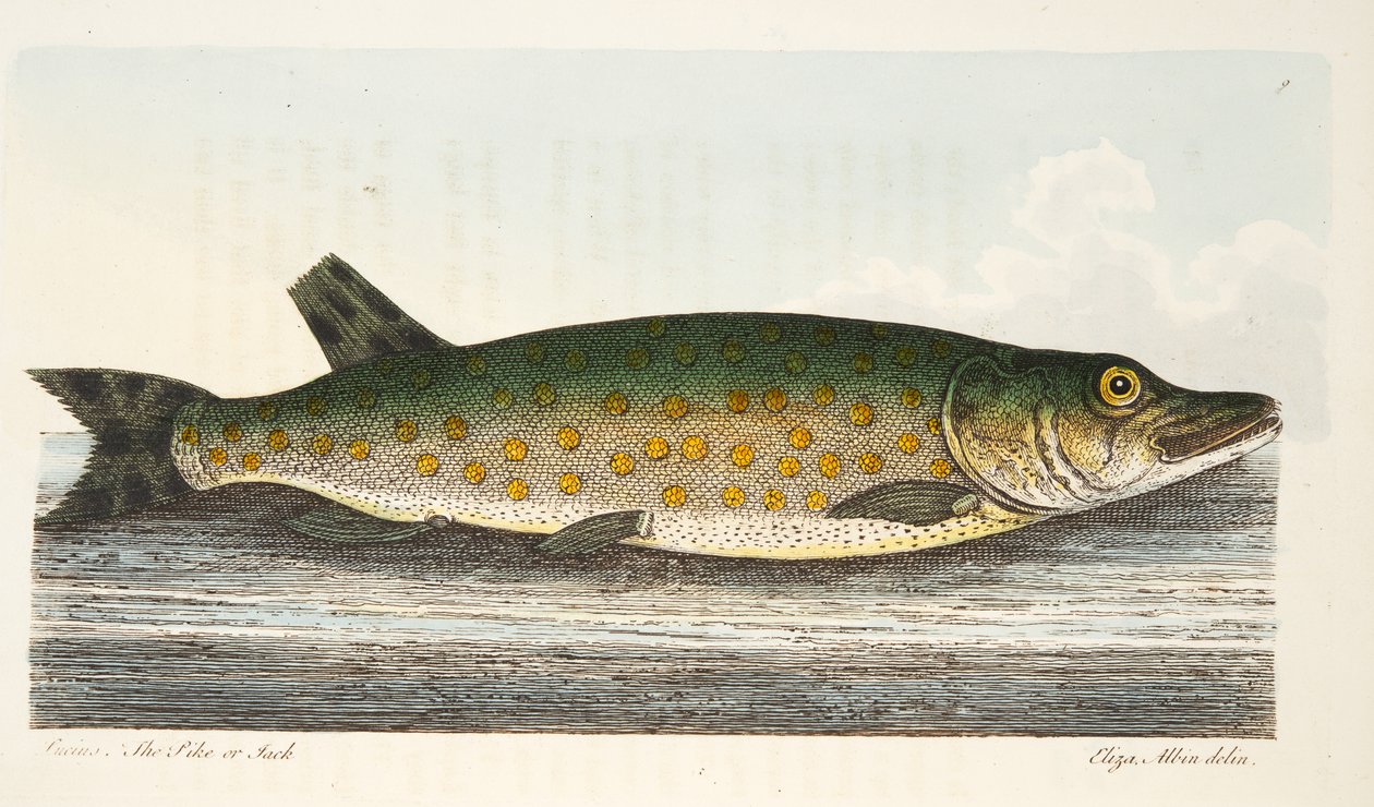 The Pike, fra A Treatise on Fish and Fish-dammer, pub. 1832 (håndfarget gravering) av Eleazar Albin