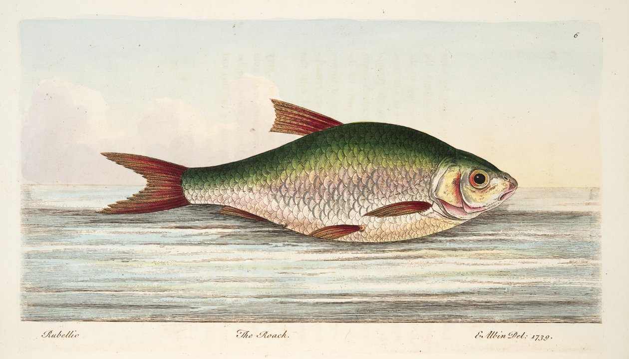 The Roach, fra A Treatise on Fish and Fish-dammer, pub. 1832 (håndfarget gravering) av Eleazar Albin