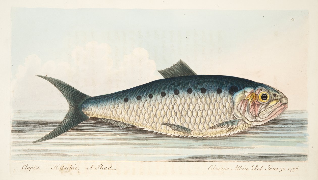 The Shad, fra A Treatise on Fish and Fish-dammer, pub. 1832 (håndfarget gravering) av Eleazar Albin