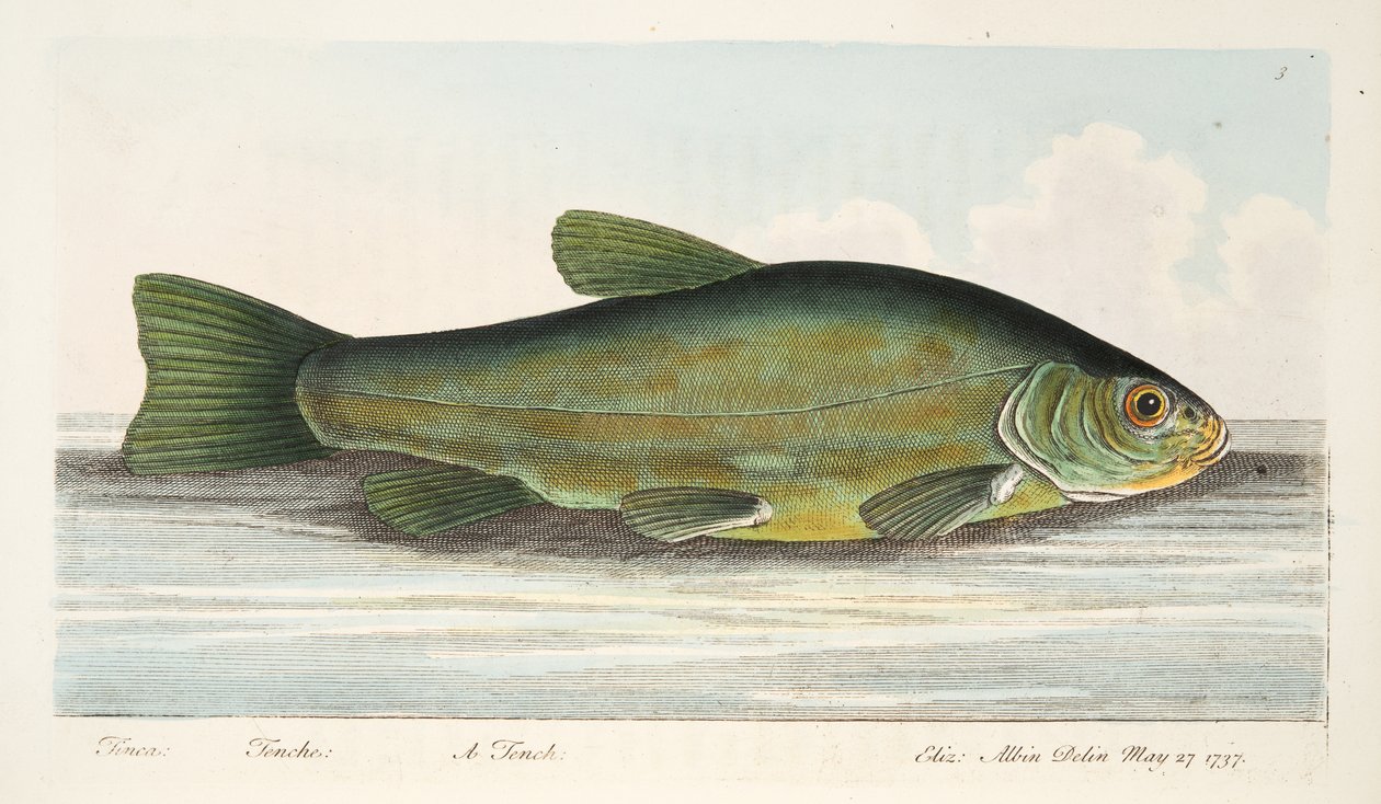 The Tench, fra A Treatise on Fish and Fish-dammer, pub. 1832 (håndfarget gravering) av Eleazar Albin