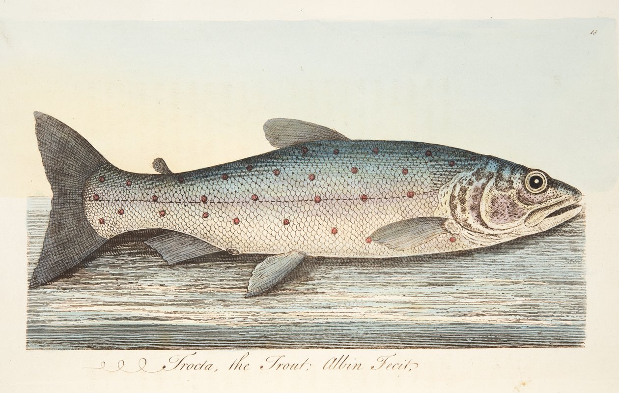 The Trout, fra A Treatise on Fish and Fish-dammer, pub. 1832 (håndfarget gravering) av Eleazar Albin