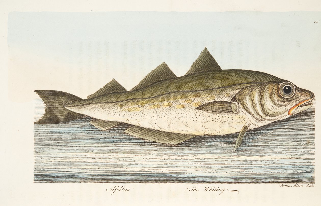 The Whiting, fra A Treatise on Fish and Fish-dammer, pub. 1832 (håndfarget gravering) av Eleazar Albin