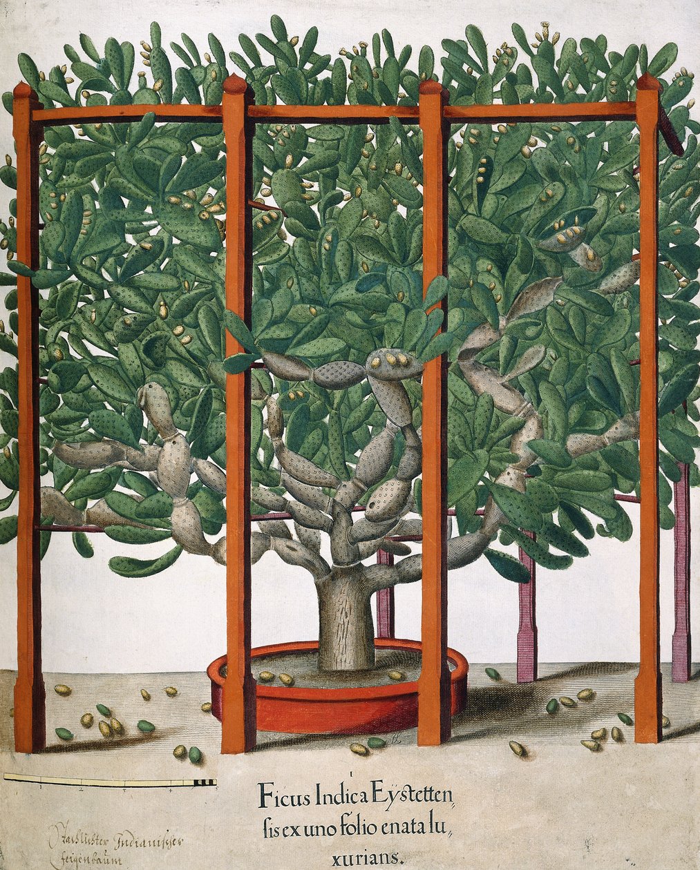 Ficus Indica Eystetten fis ex uno Folio Enata lu Xurians, 1613 av Elias Gottleib Haussmann