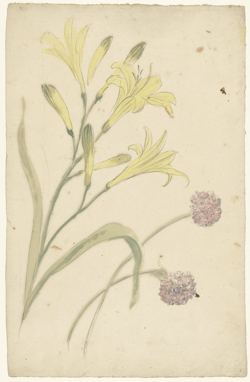 Blomsterstudier av en gul lilje og en blomstrende løk av Elias van Nijmegen