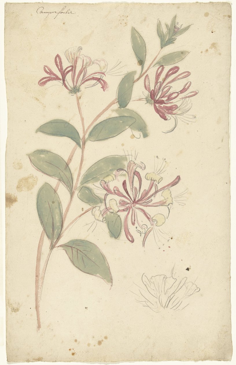 Kaprifolium av Elias van Nijmegen