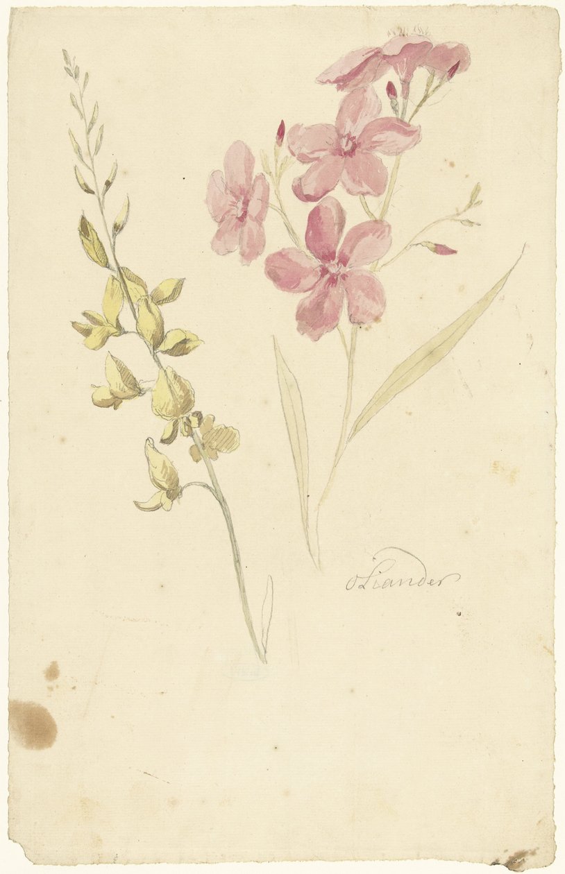 Oleander og brems av Elias van Nijmegen