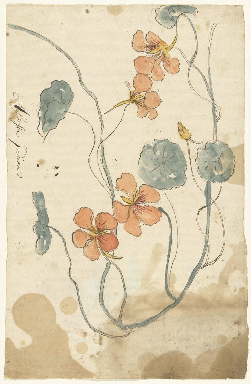 East Indian Cherry av Elias van Nijmegen