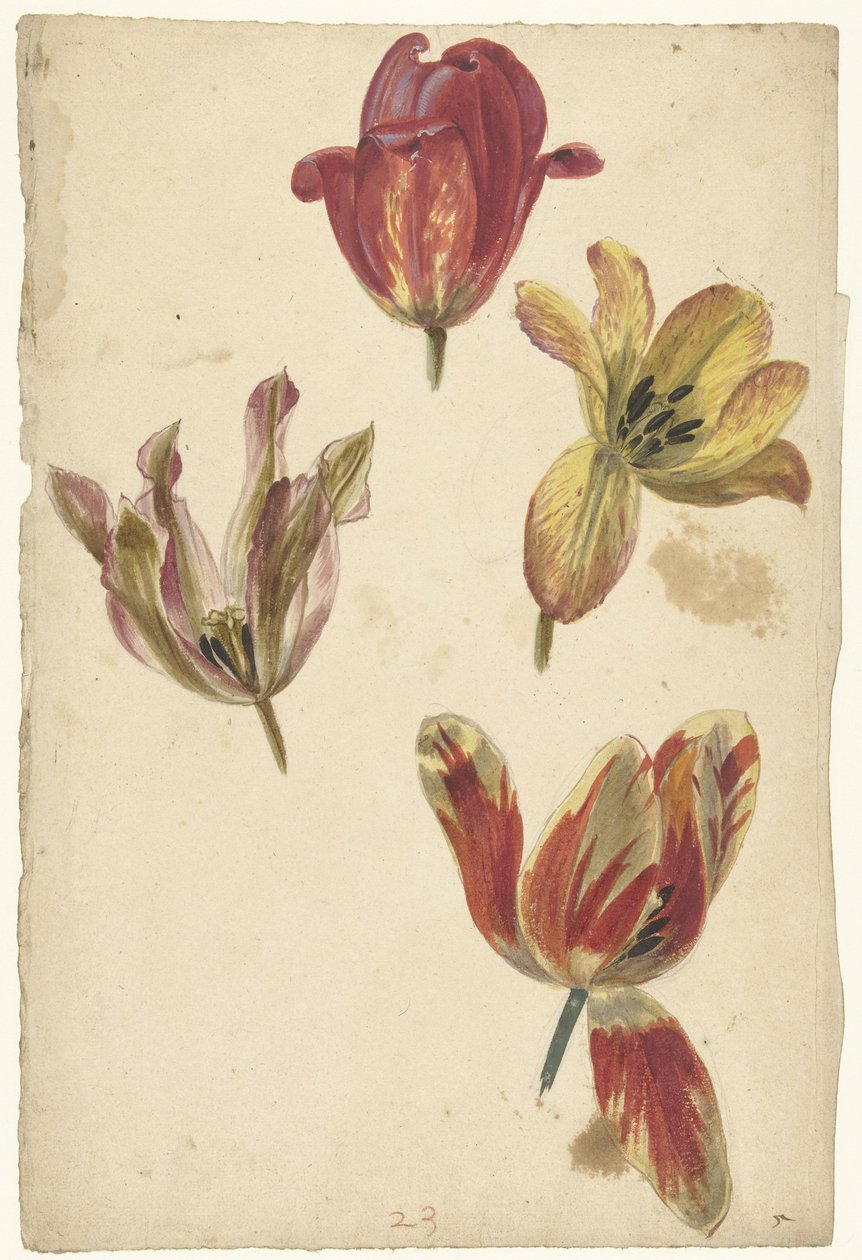 Studier av fire tulipaner av Elias van Nijmegen