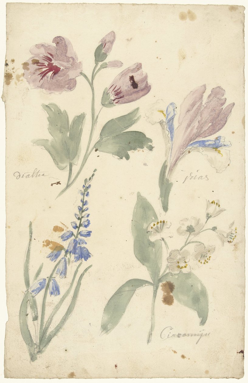 Studier av blomster inkludert en iris av Elias van Nijmegen