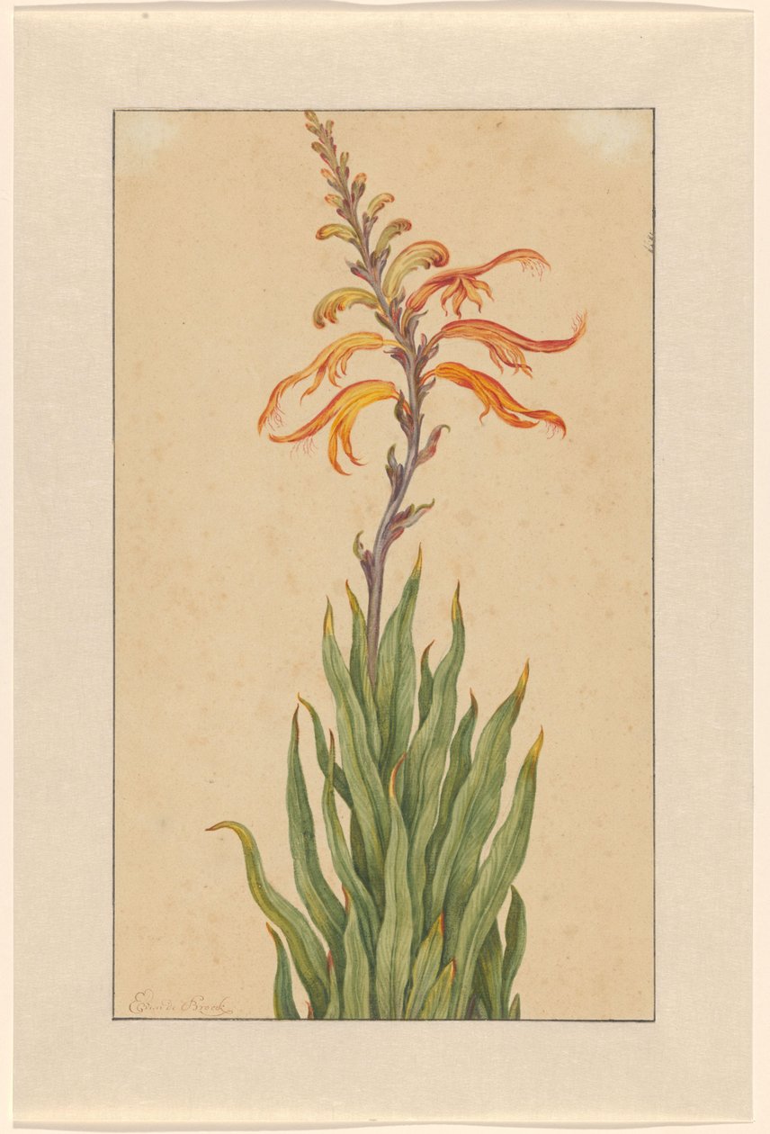 Crocosmia (Montbretia) av Elias van den Broeck (signed by artist)