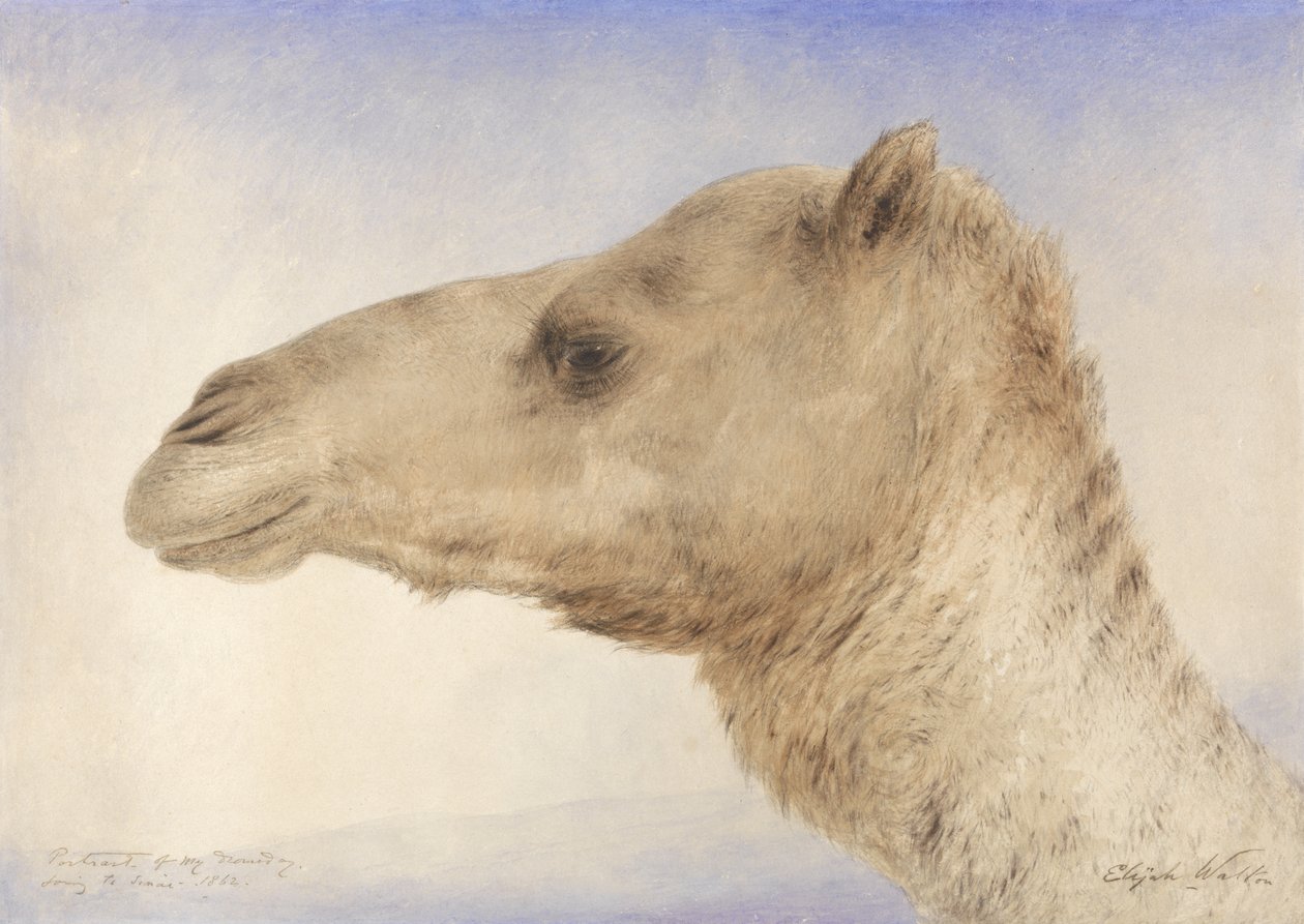 Portrait of the Artists Dromedary, 1862 (wc over grafitt på papir) av Elijah Walton