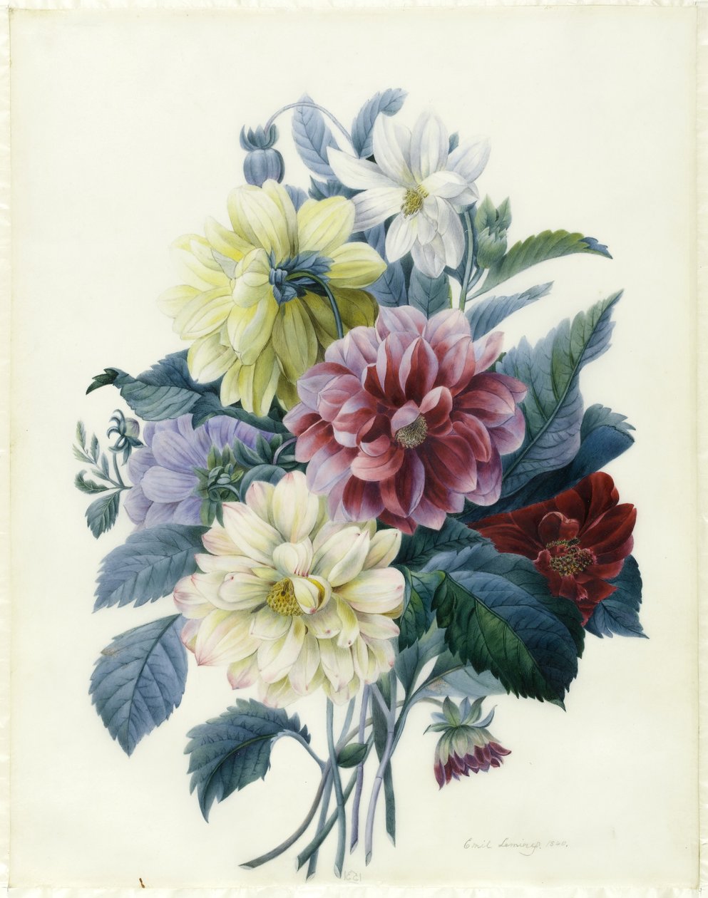 Blandede georginer, 1840 (wc og kroppsfarge på vellum) av Elisa Emilie Lemire