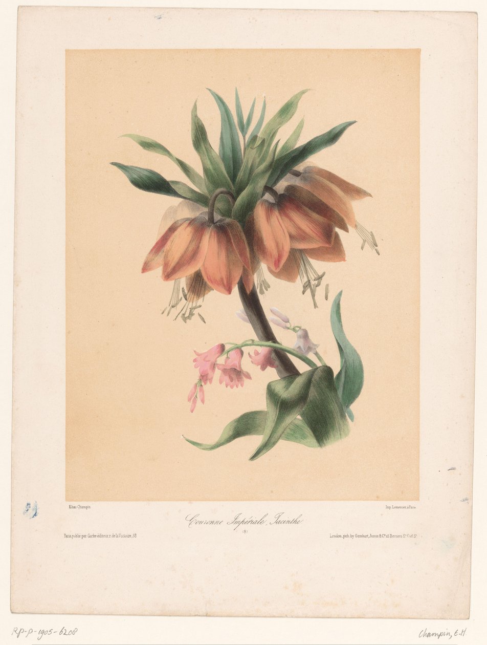 Imperial Crown og Hyacinth Couronne Impériale, Jacinthe (tittel på objekt) av Elisa Honorine Champin