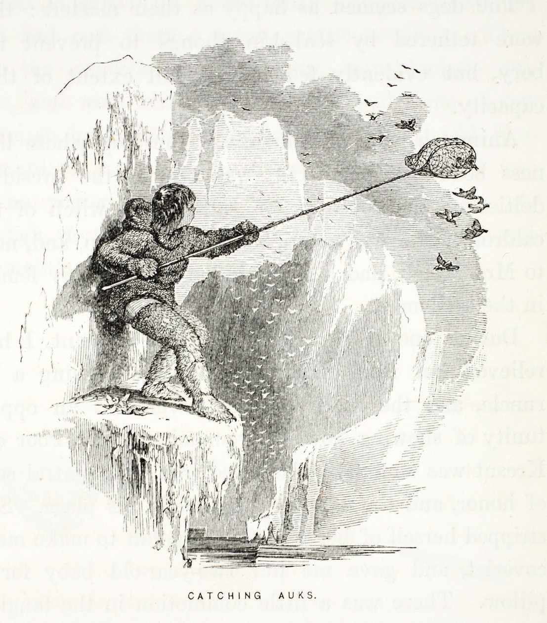 Catching Auks, illustrasjon fra, The second Grinnell Expedition in Search of Sir John Franklin...