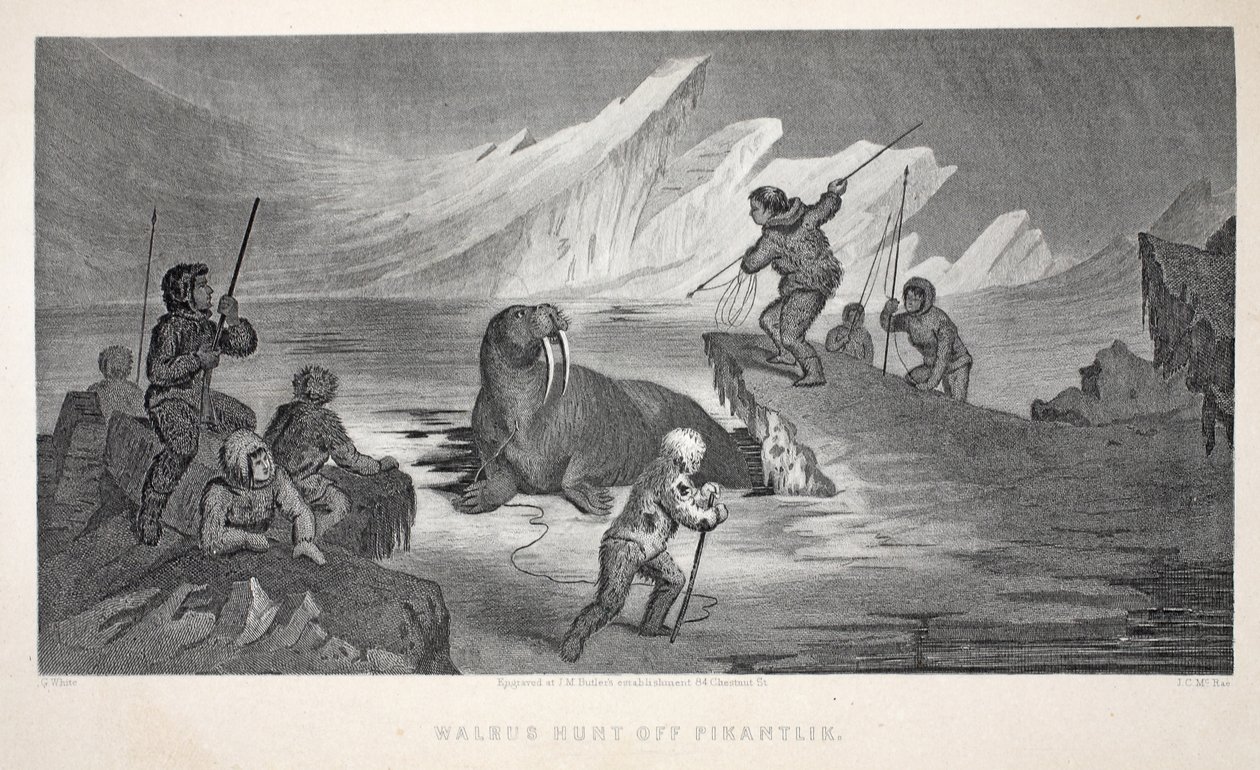 Walrus Hunt off Pikantlik, illustrasjon fra 