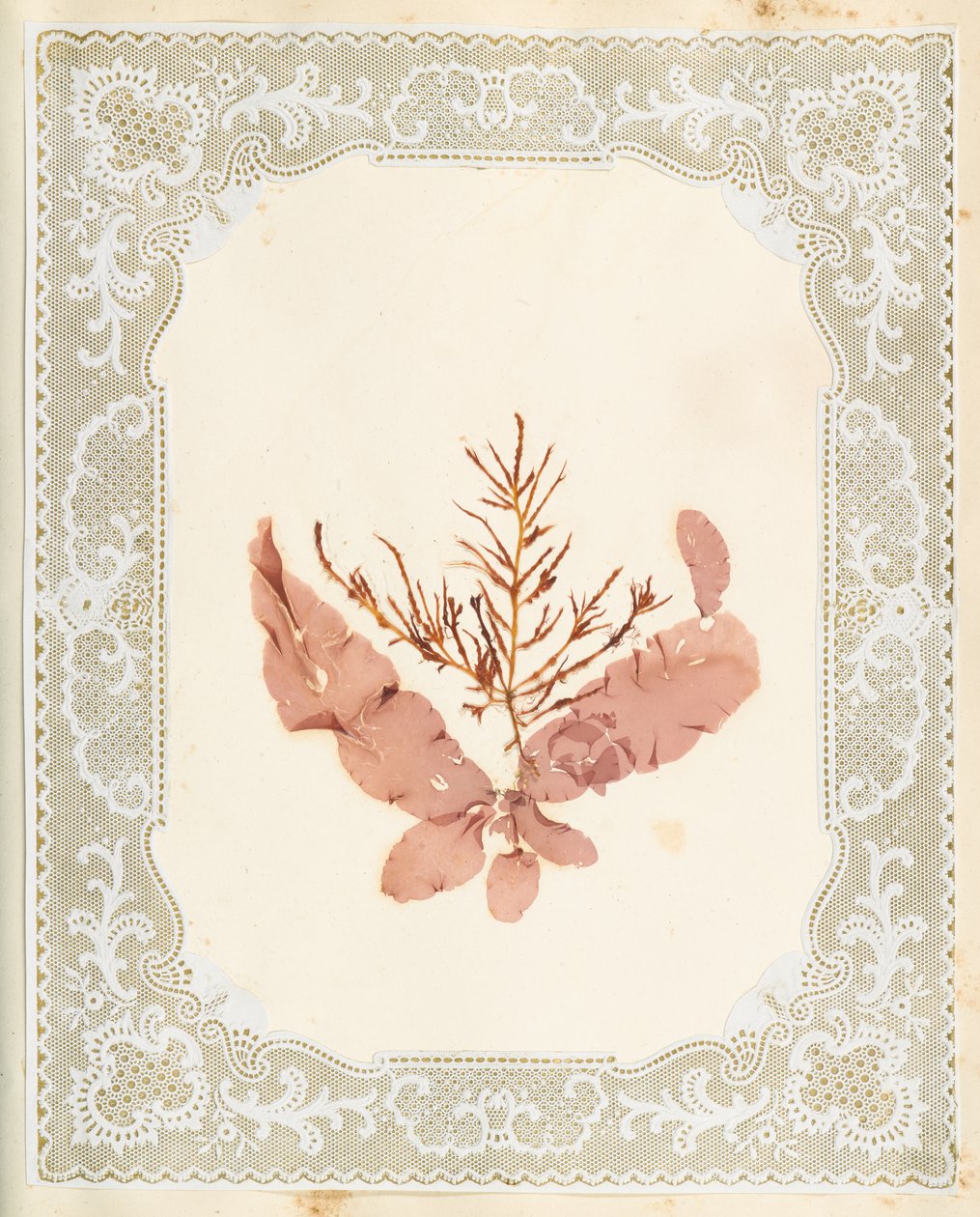 Tang av Eliza A. Jordson