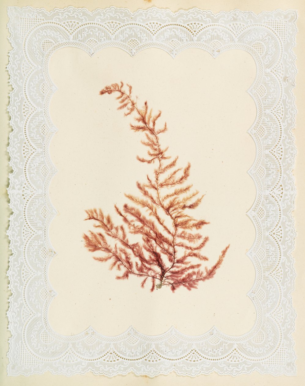 Tang av Eliza A. Jordson
