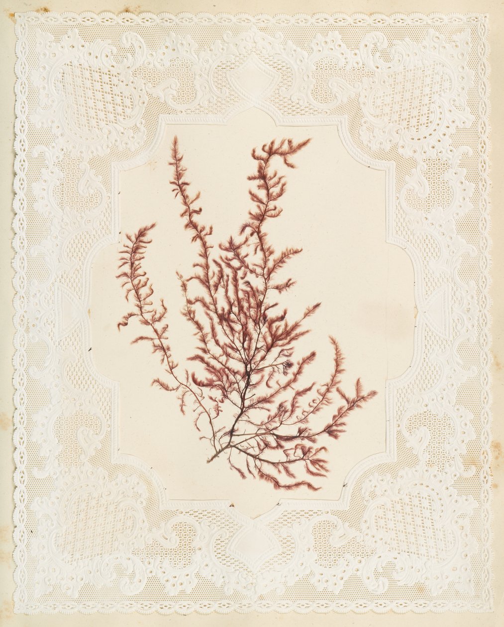 Tang av Eliza A. Jordson