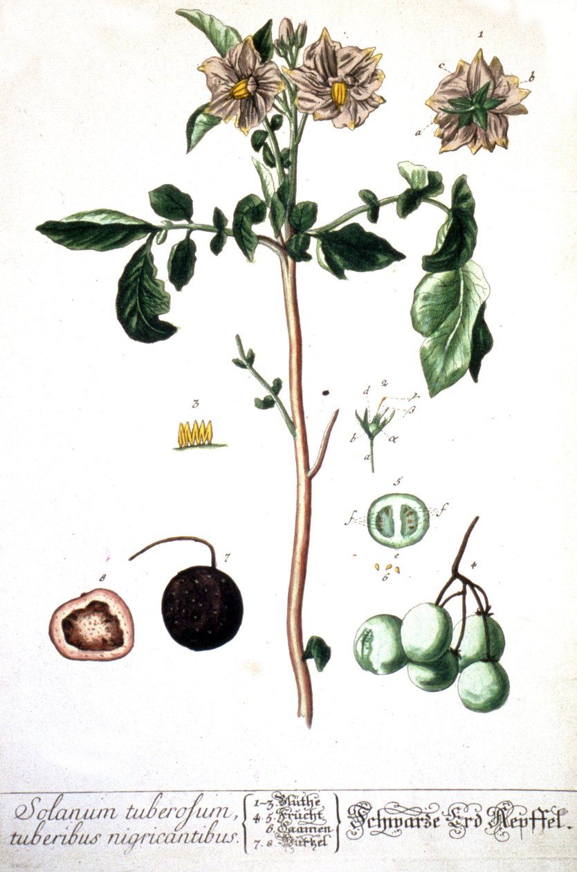 Potetpoteten, 1737 av Elizabeth Blackwell