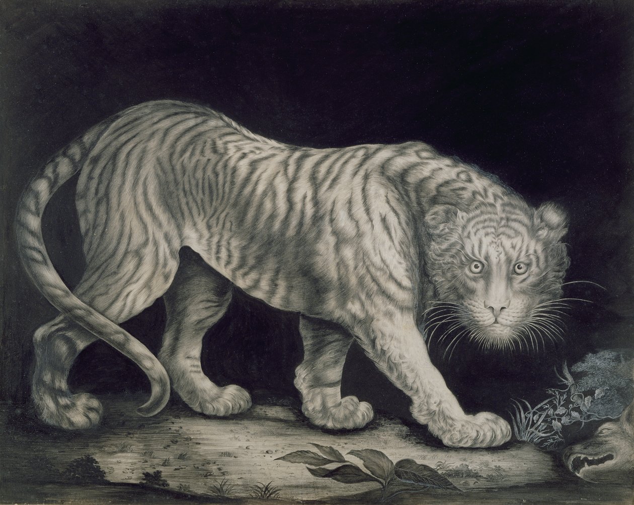 En snikende tiger av Elizabeth Pringle