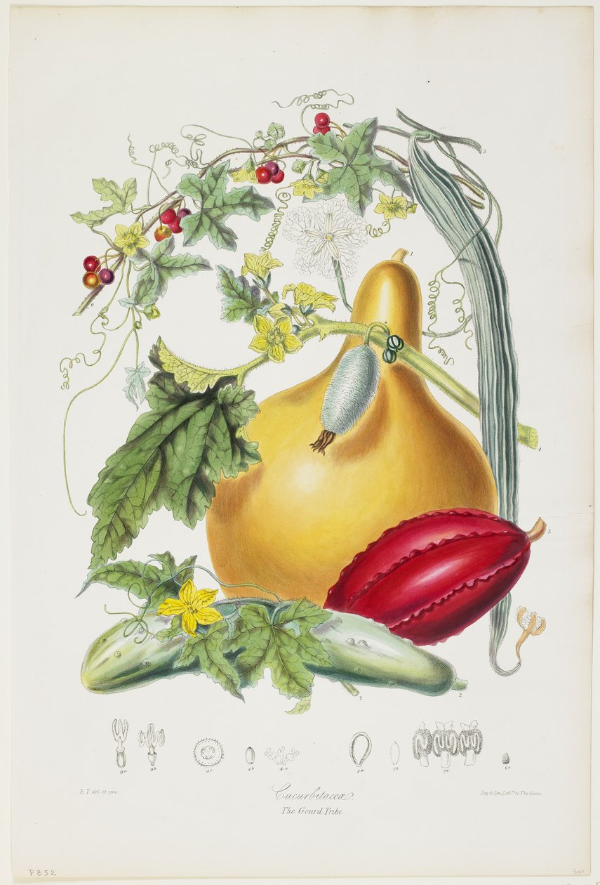 Cucurbitaceae, The Gourd Tribe, fra Illustrations of the Natural Orders of Plants, 1849-55 (håndfarget litho) av Elizabeth Twining