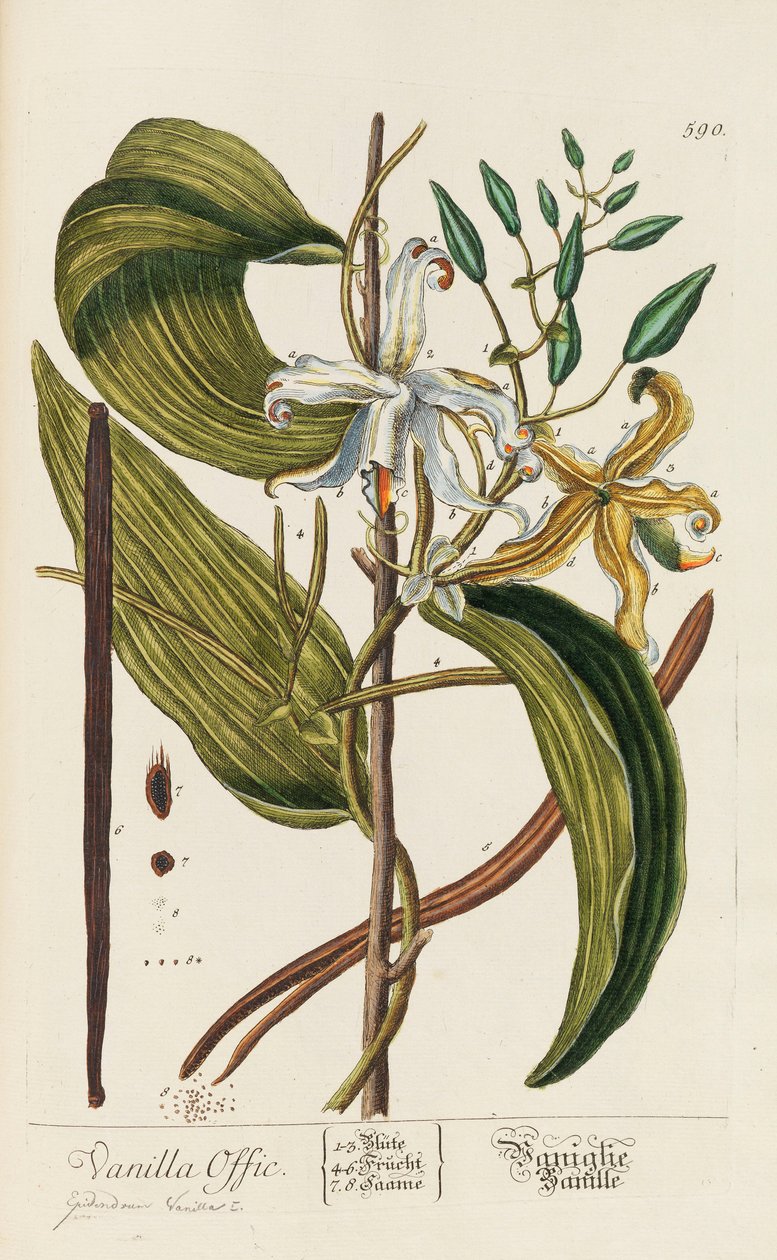 Blackwellian Herbarium revidert og utvidet, 1754-1773. av Elizabeth Blachrie Blackwell