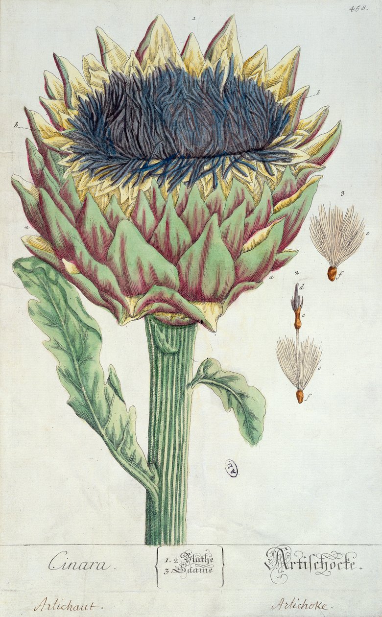 Artisjokk, fra 'Herbarium Blackwellianum', 1757 (penn og blekk og wc på papir) av Elizabeth Blackwell