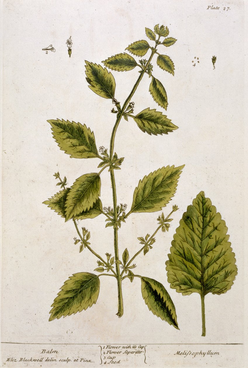 Balsam, plate 27 fra 