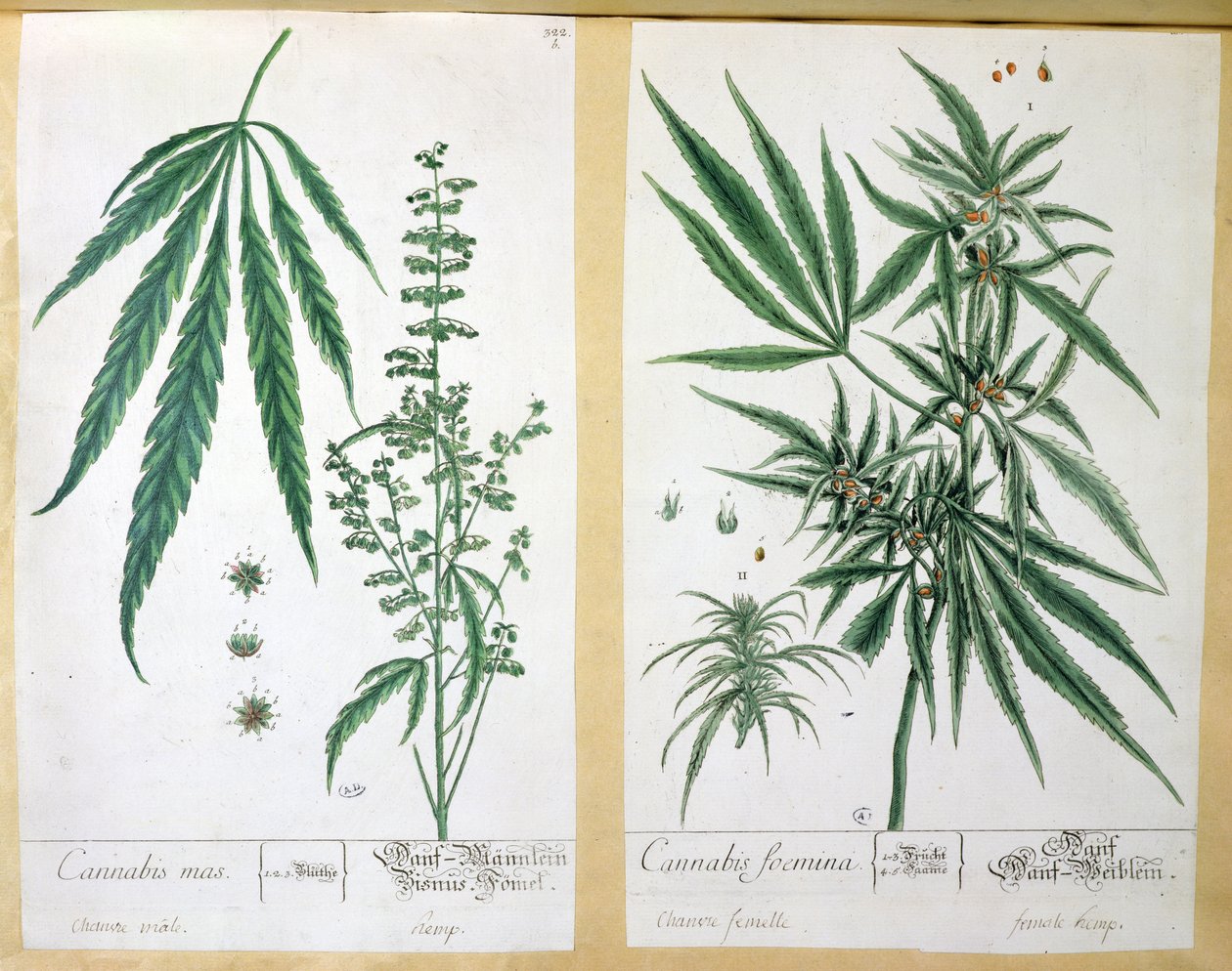 Cannabis mas og Cannabis foemina, fra 