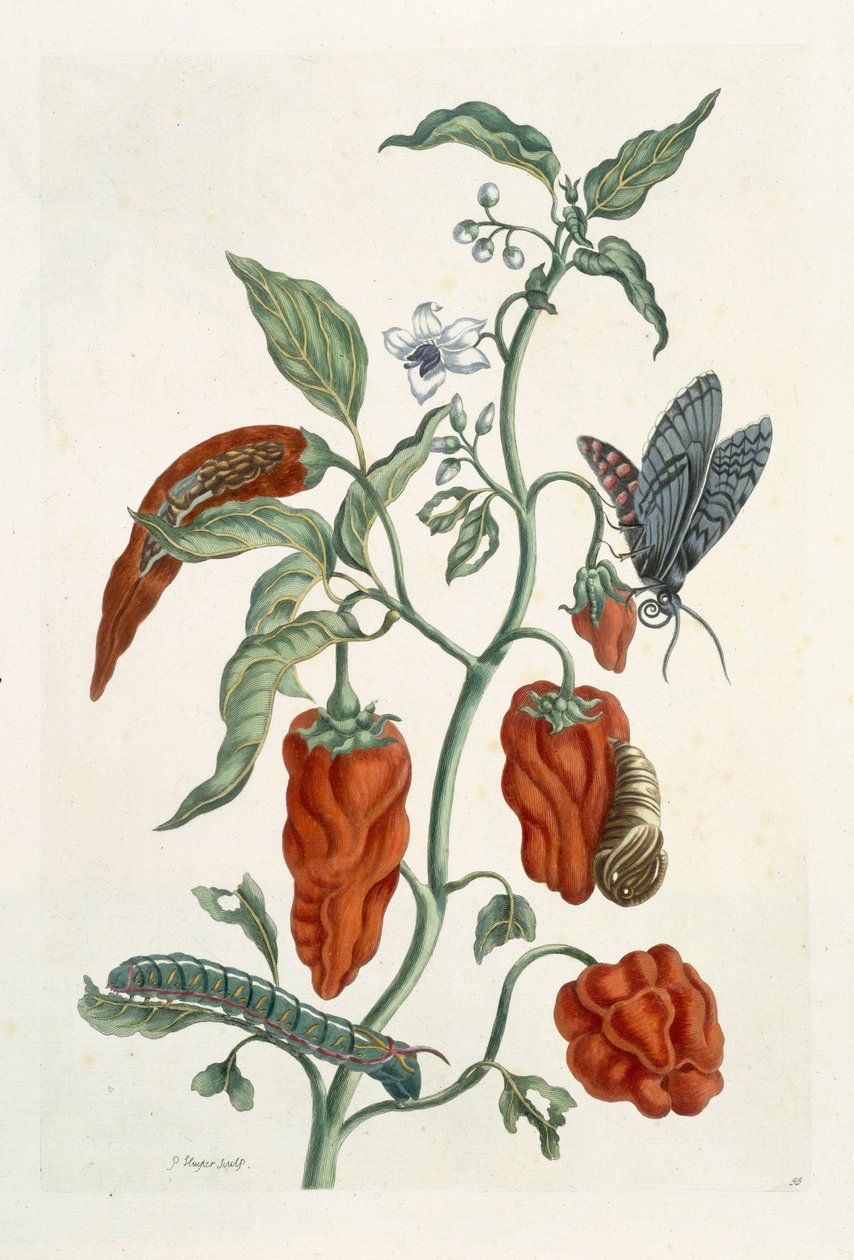 Comfrey, fra 