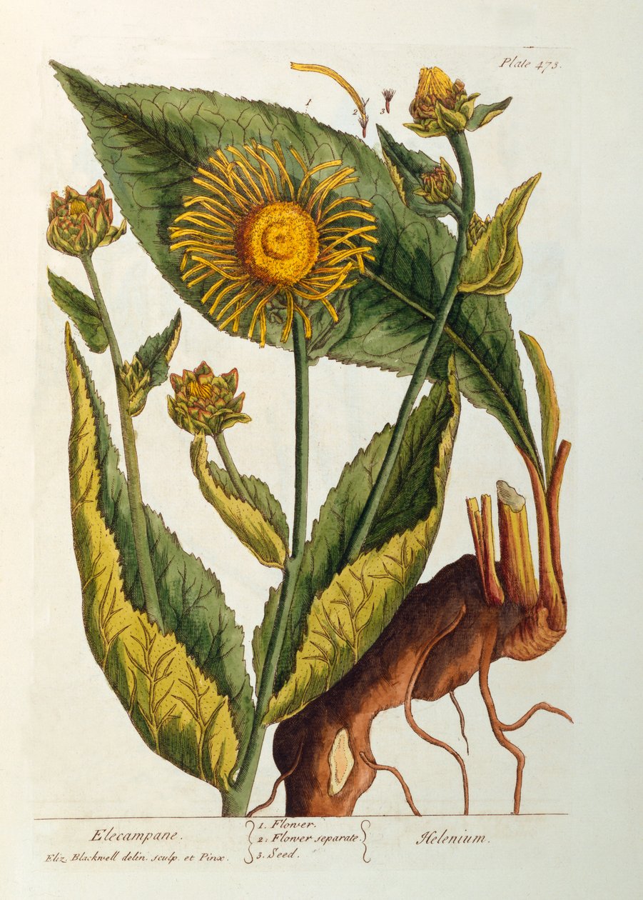 Elecampane, plate 473 fra 