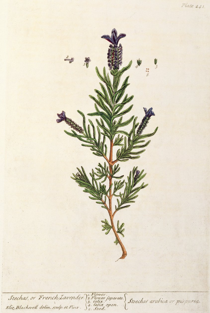 Fransk lavendel, plate 241 fra 
