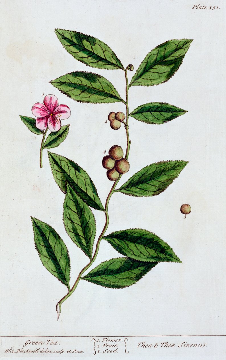 Grønn te, 1782 av Elizabeth Blackwell