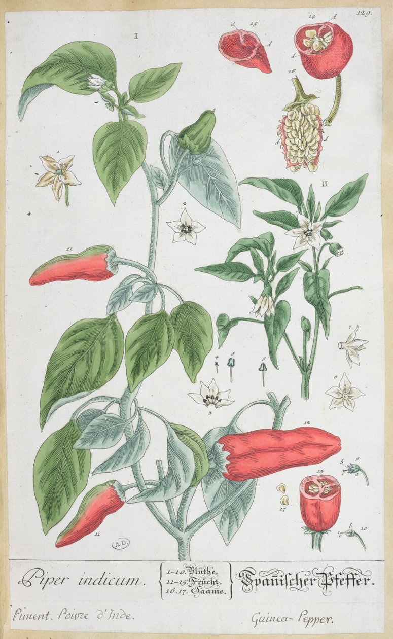 Guinea Pepper (Piper Indicum) tallerken 129 fra den tyske utgaven av 