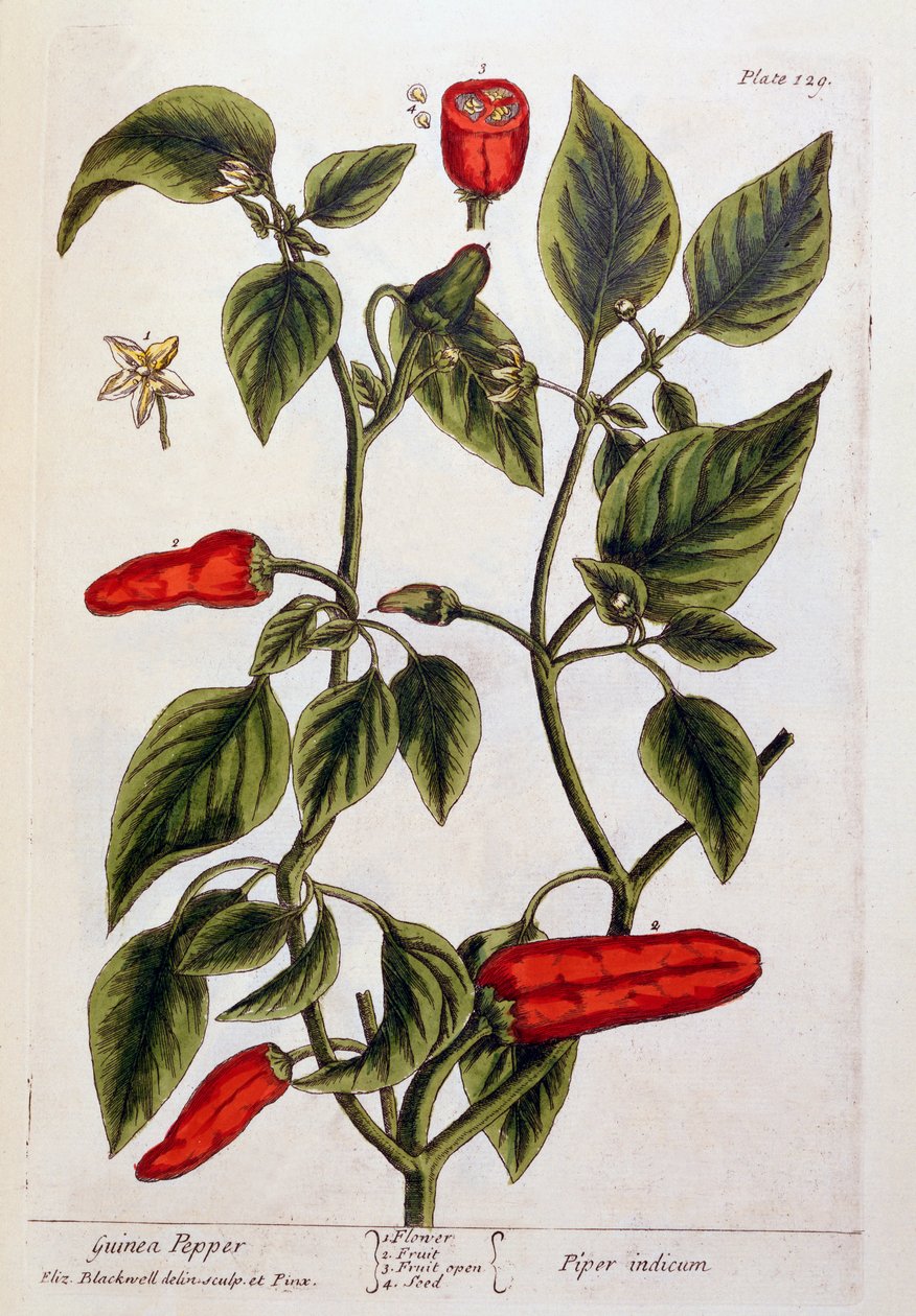 Guinea Pepper, plate 129 fra 