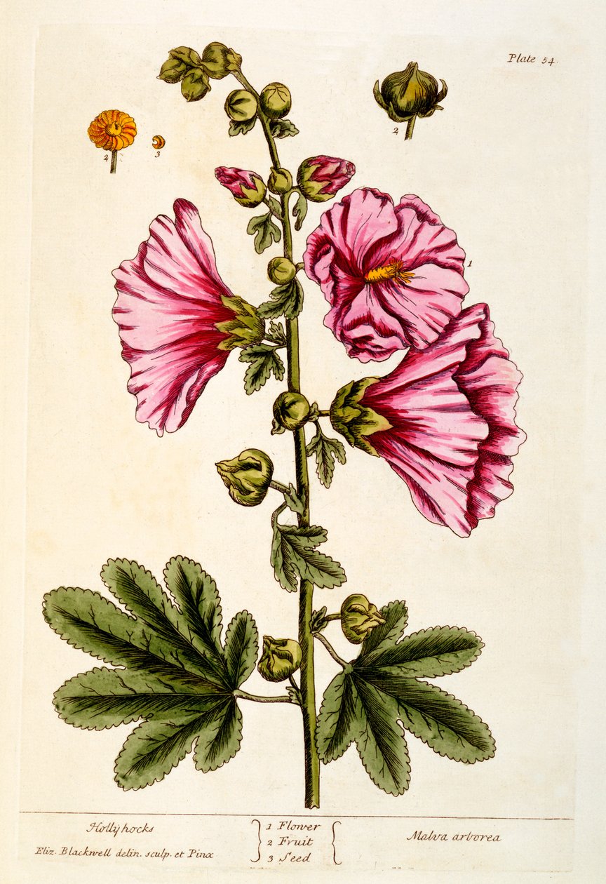 Stokroser, plate 54 fra 
