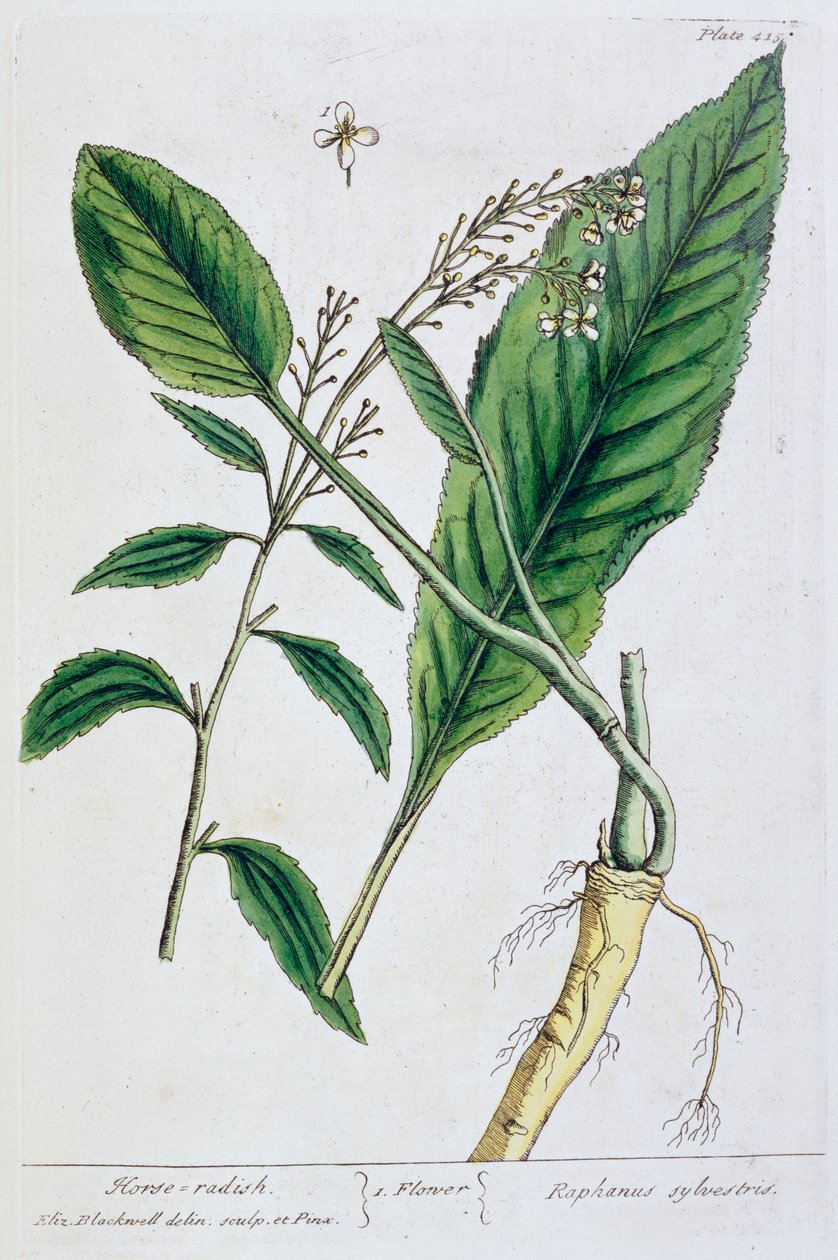 Pepperrot, 1782 av Elizabeth Blackwell