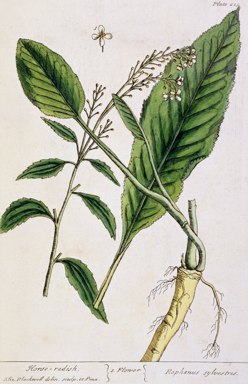 Pepperrot, plate 415 fra 'A Curious Herbal', utgitt 1782 (fargegravering) av Elizabeth Blackwell