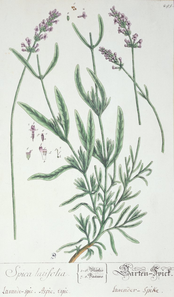 Lavender Spike, tallerken fra 