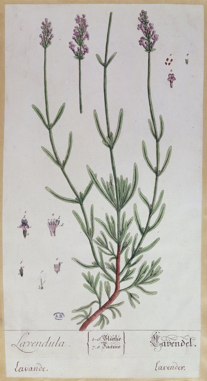 Lavendel, tallerken fra 