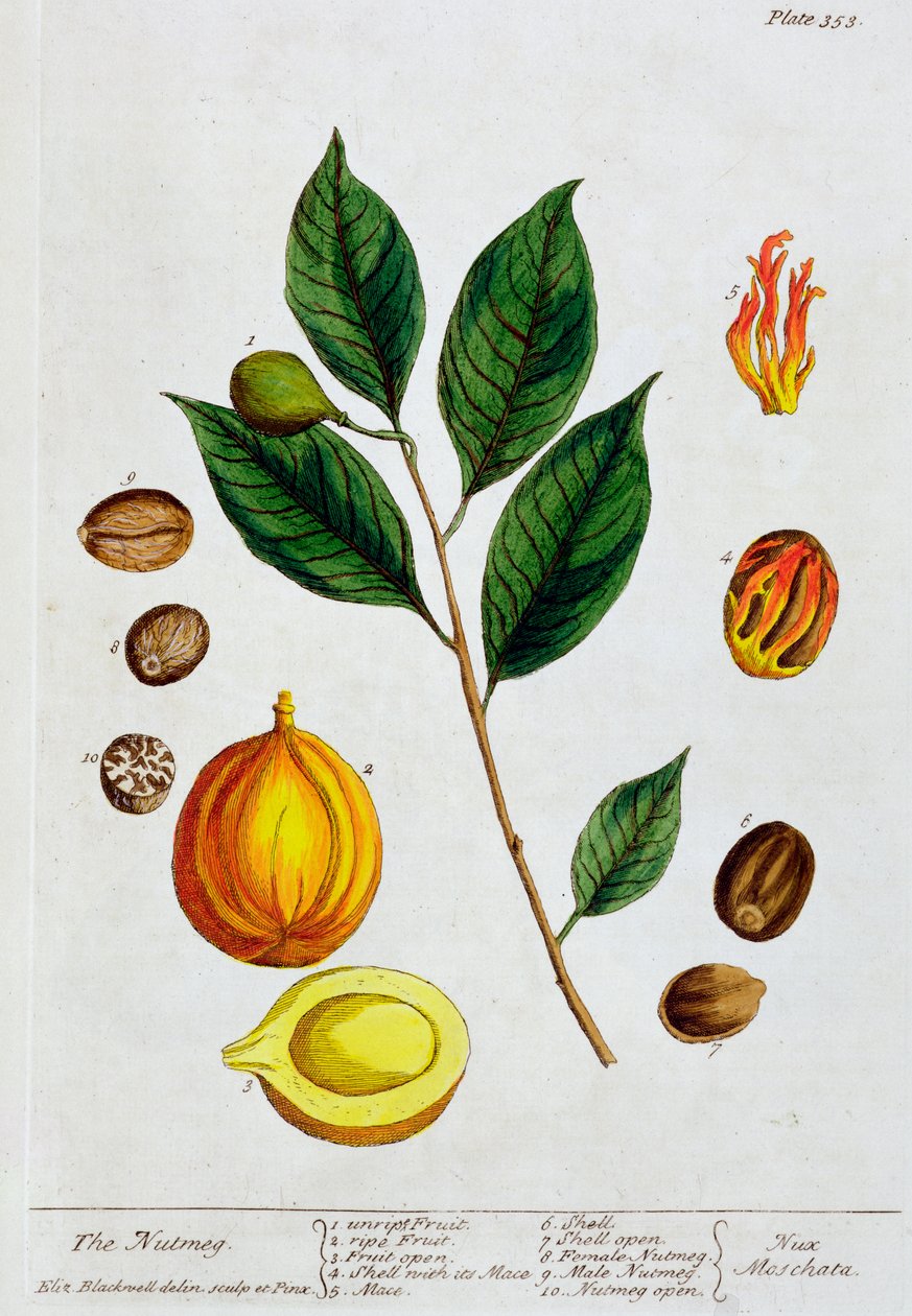 Nutmeg, 1782 av Elizabeth Blackwell
