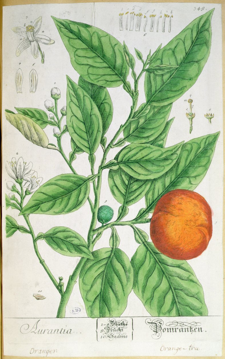 Oransje gren med frukt, fra 