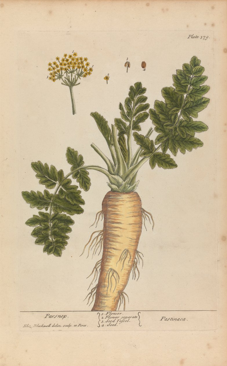 Pastinaca (Pastinakk), tallerken 379 fra 'A Curious Herbal', bind II, London, 1737 av Elizabeth Blackwell